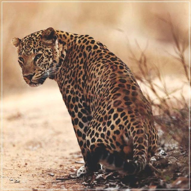 Jaipur: Jhalana/Amagarh leopard safari private tour - Key highlights to know before you go