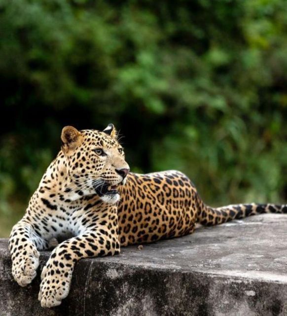 Jaipur: Jhalana/Amagarh leopard safari private tour - Jhalana/Amagarh Safari: why this one works (when timing lines up)