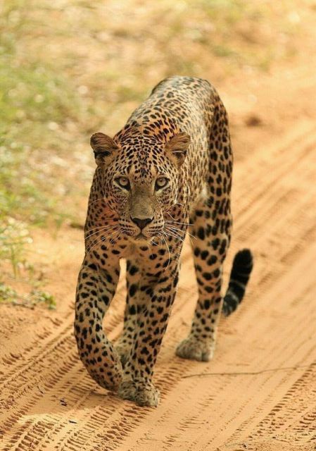 Jaipur: Jhalana/Amagarh leopard safari private tour - Your day’s flow: pickup, safari, return, and where time goes