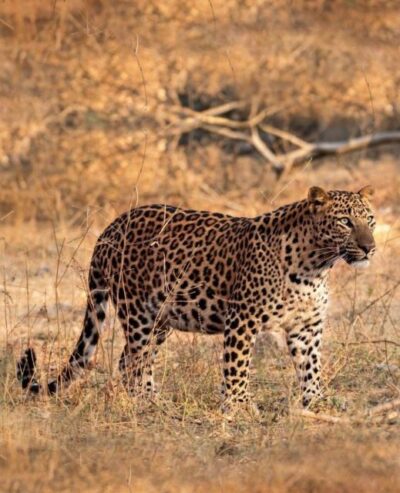 Jaipur: Jhalana/Amagarh leopard safari private tour - The 4x4 jeep safari: rough roads, real habitat, and spotting pressure
