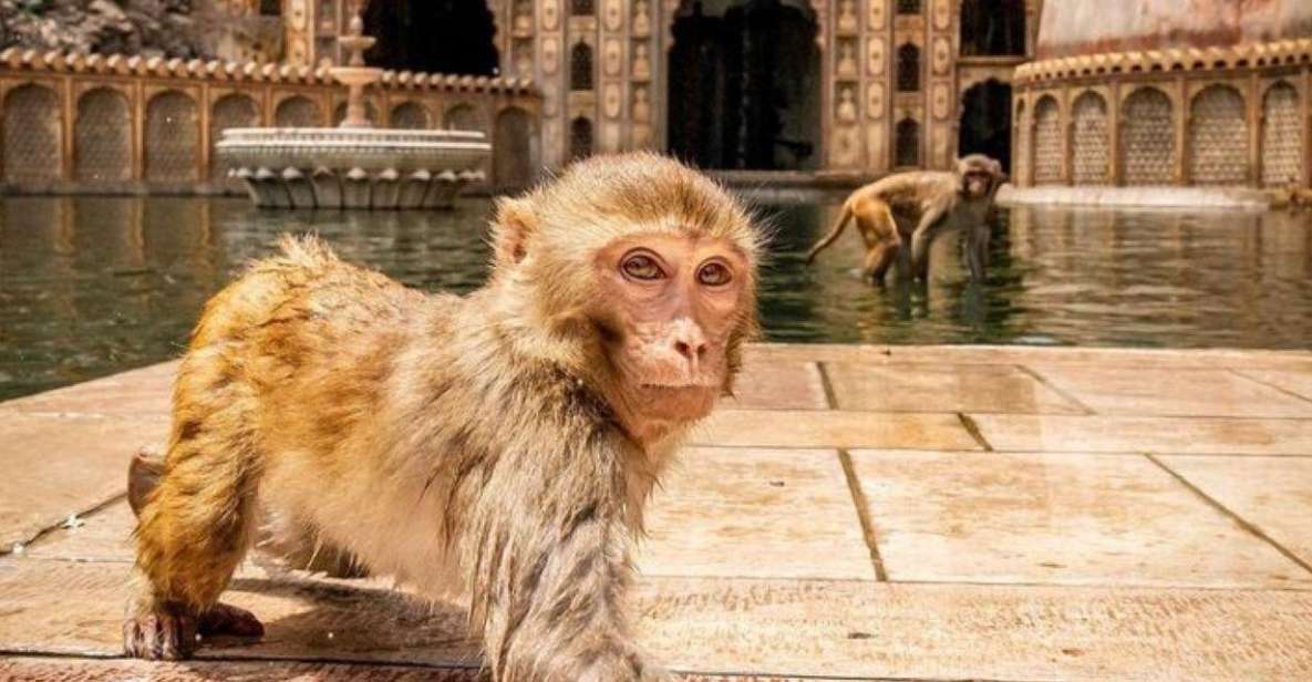 Jaipur sightseeing tour with monkey temple (Galta ji temple) - Key Highlights You’ll Actually Feel During the Day