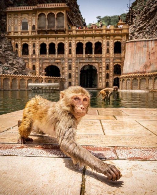 Jaipur sightseeing tour with monkey temple (Galta ji temple) - How This Private Jaipur Tour Works in Real Life