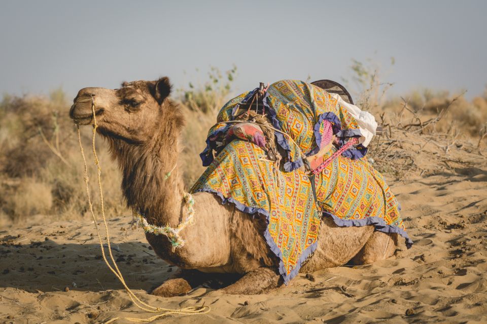 Jaisalmer: 2-Day Thar Desert Experience - Day 2: Tea, Breakfast, and a Morning Camel Ride