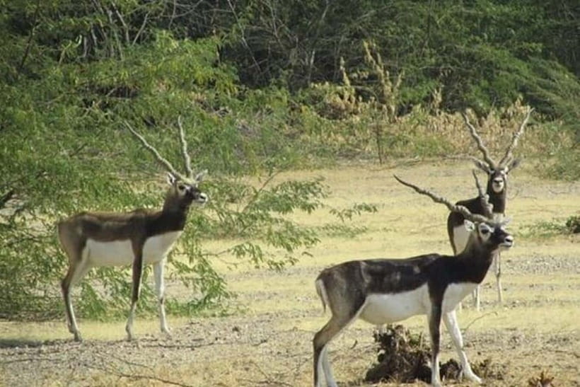 Jodhpur Bishnoi Village Safari Half Day Tour - Guda Bishnoiyan: wildlife hopes by the Guda Pond