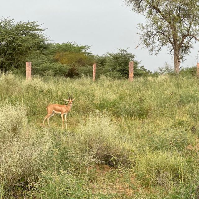 Jodhpur: Desert Camel and Jeep Safari with Traditional Food - Osian Temple Stop: A Calm Reset Before Sand Dunes